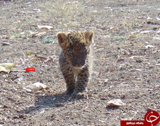 رهاسازی توله پلنگ گرفتار در باغهای زاکین هرمزگان