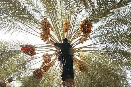 آغاز برداشت خرما از نخلستانهای بشاگرد