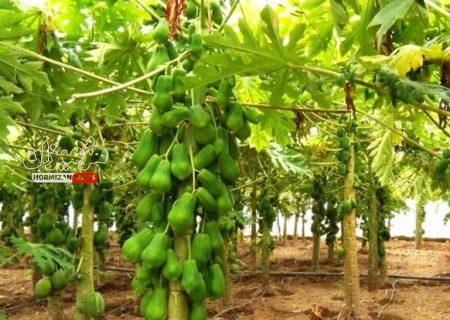 مزرعه میوه‌های استوایی با مشارکت اسپانیایی‌ها در هرمزگان احداث می‌شود
