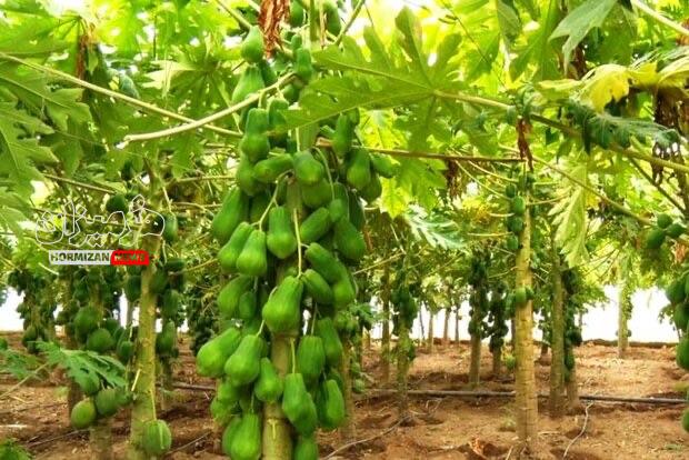 مزرعه میوه‌های استوایی با مشارکت اسپانیایی‌ها در هرمزگان احداث می‌شود