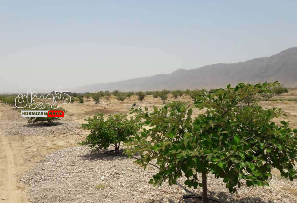 کاشت ۵۰ هزار نهال در دشت جیهون شهرستان بندرخمیر