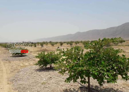 کاشت ۵۰ هزار نهال در دشت جیهون شهرستان بندرخمیر
