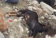 صاعقه جان ۱۷ رأس دام در یک روستای بشاگرد را گرفت