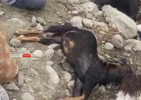 صاعقه جان ۱۷ رأس دام در یک روستای بشاگرد را گرفت