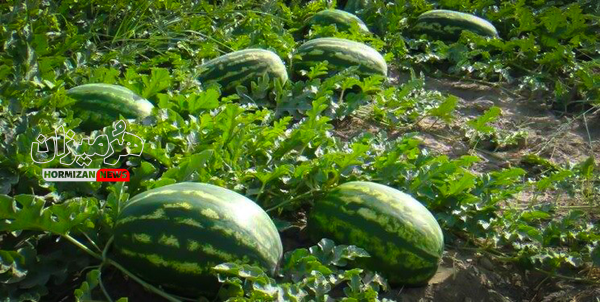 کشت « صیفیجات » در جاسک ممنوع شد