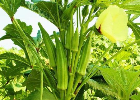 برداشت بامیه از ۵۰ هکتار مزارع شمیل بندرعباس آغاز شد