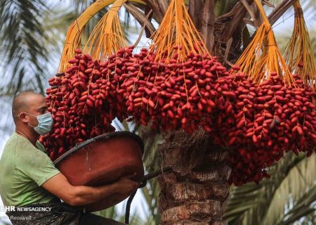 شکاری:حاجی‌آباد آماده برداشت ۵۸ هزار تن خرما است