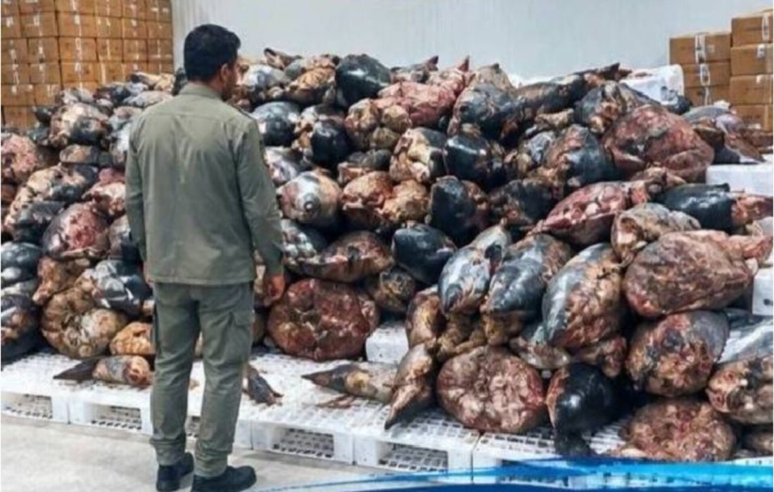 کشف بیش از ۳۹۰ قطعه کوسه‌ماهی در بندرخمیر با ارزش ۱۵۳ میلیارد ریال