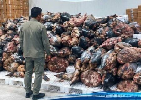 کشف بیش از ۳۹۰ قطعه کوسه‌ماهی در بندرخمیر با ارزش ۱۵۳ میلیارد ریال