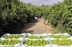 خریداری بیش از ۳ هزار تن لیمو از باغداران هرمزگانی