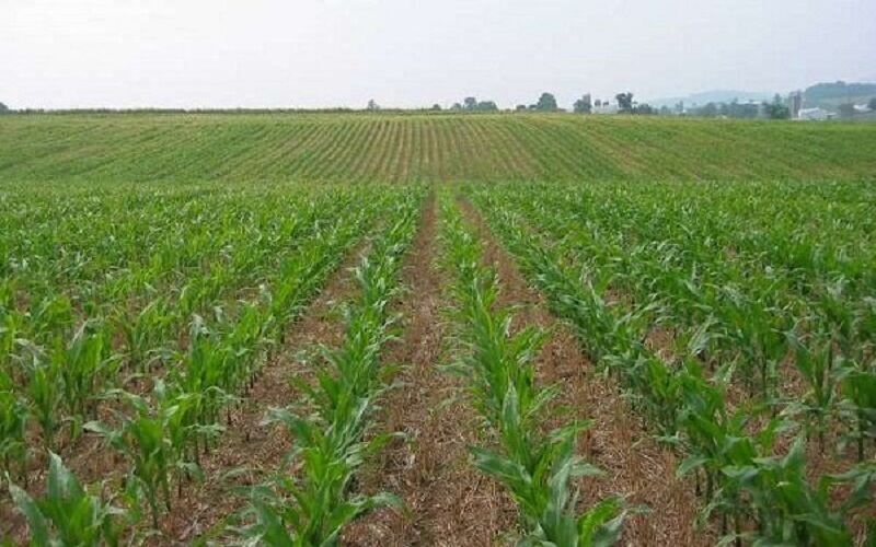 رییس جهاد کشاورزی هرمزگان: دوران طلایی کشاورزی استان آغاز شده است