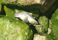 لاک پشت دریایی در معرض انقراض “قشم” از مرگ نجات یافت