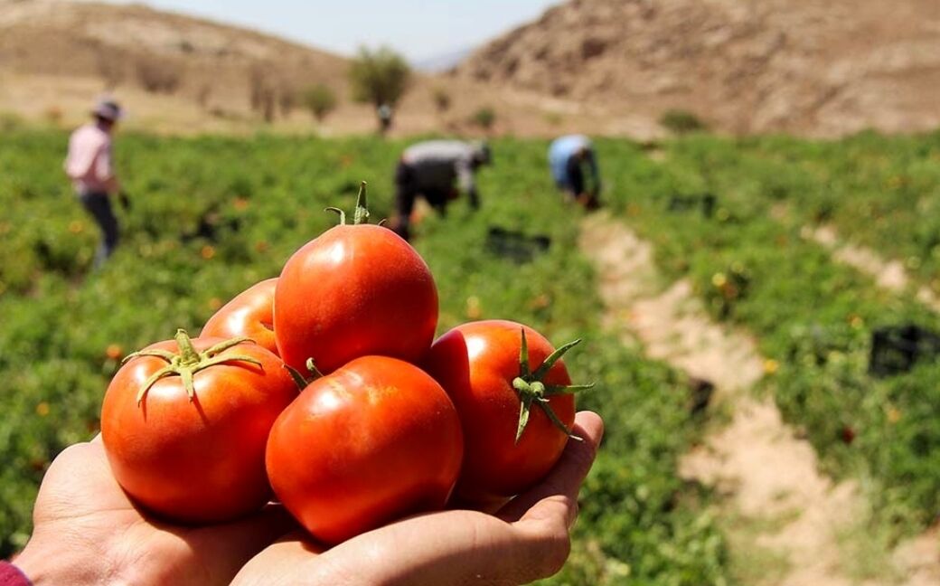 برداشت گوجه‌ فرنگی در پارسیان و بستک هرمزگان آغاز شد