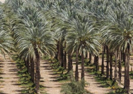 ماجرای پیدا شدن جسد در فتویه چه بود؟