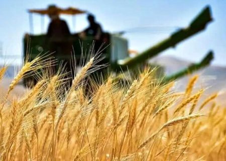 پرداخت بهای گندم کشاورزان استان از هفته آینده آغاز می‌شود