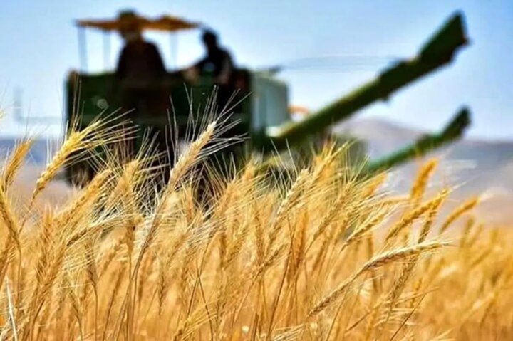 پرداخت بهای گندم کشاورزان استان از هفته آینده آغاز می‌شود