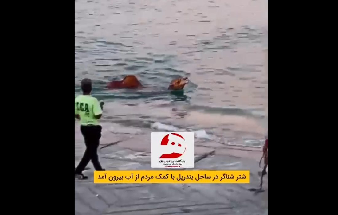 شهروند خبرنگار/افتادن شتر در دریا
