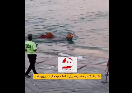 شهروند خبرنگار/افتادن شتر در دریا