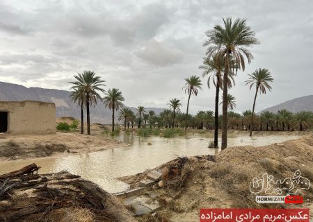 عکس/بارش بهاری و سیراب شدن نخلستان ها در بستک