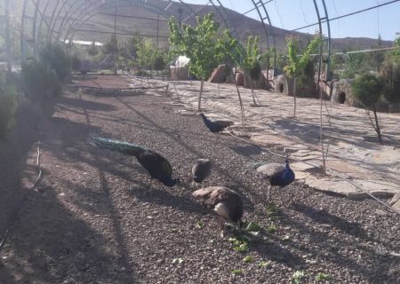 کشف پنج قطعه «طاووس» خارجی قاچاق در هرمزگان