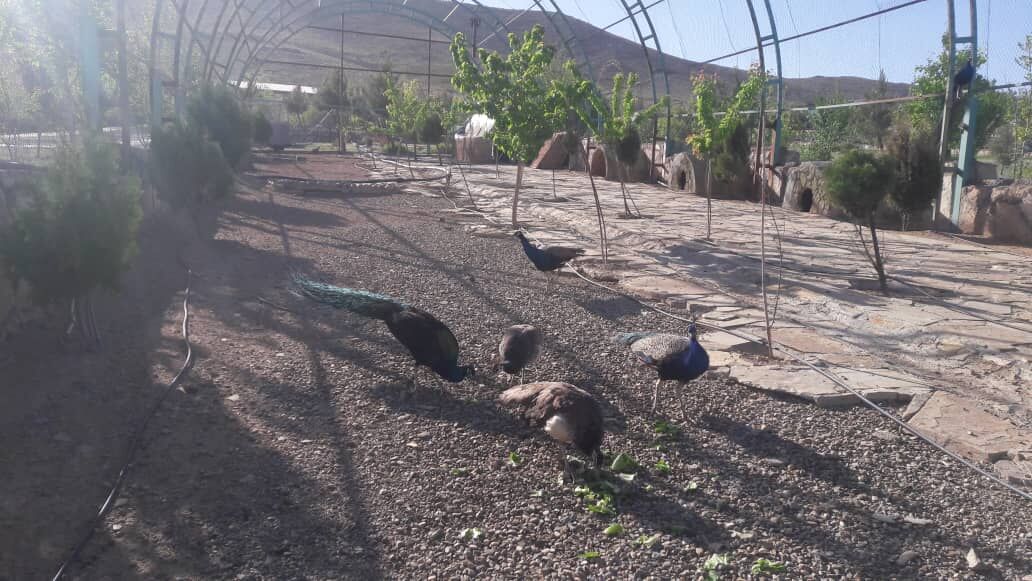 کشف پنج قطعه «طاووس» خارجی قاچاق در هرمزگان