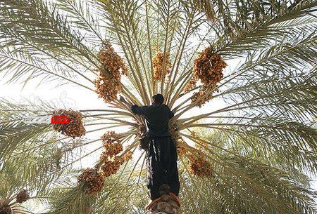 آغاز برداشت خرما از نخلستان‌های بشاگرد