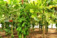 مزرعه میوه‌های استوایی با مشارکت اسپانیایی‌ها در هرمزگان احداث می‌شود