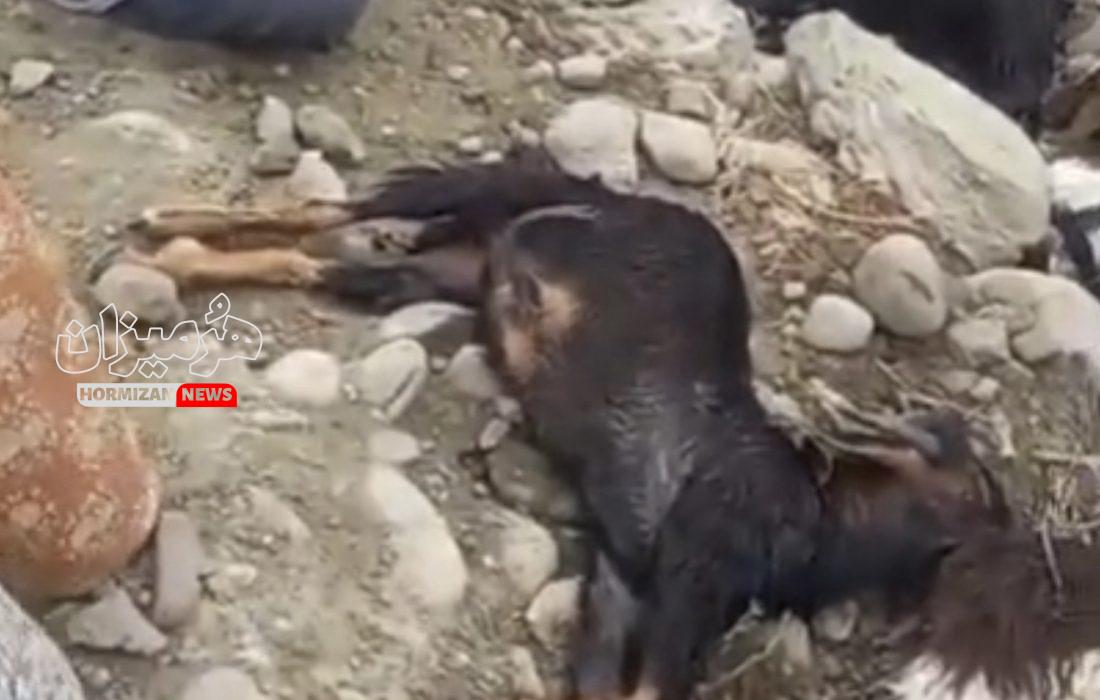 صاعقه جان ۱۷ رأس دام در یک روستای بشاگرد را گرفت