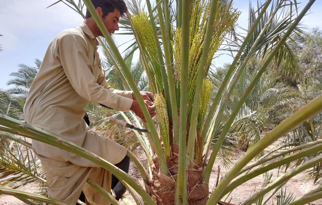 آغاز عملیات گرده افشانی نخیلات در شهرستان بستک
