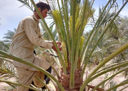 آغاز عملیات گرده افشانی نخیلات در شهرستان بستک