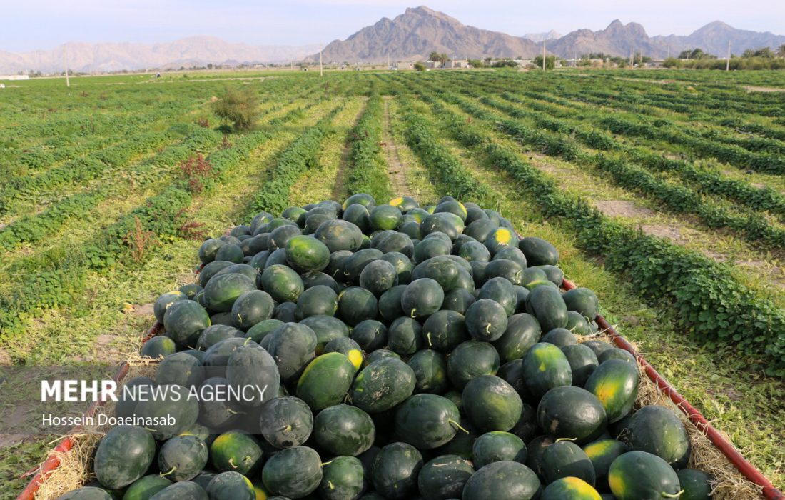 پیش بینی برداشت ۳۰ هزار تن هندوانه بهاره در شهرستان جاسک