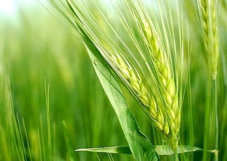پیش‌بینی برداشت ۱۵۰۰ تن محصول جو در بستک