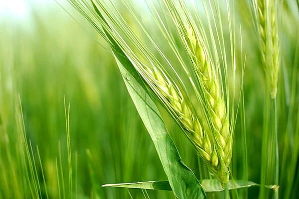 پیشبینی برداشت ۱۵۰۰ تن محصول جو در بستک