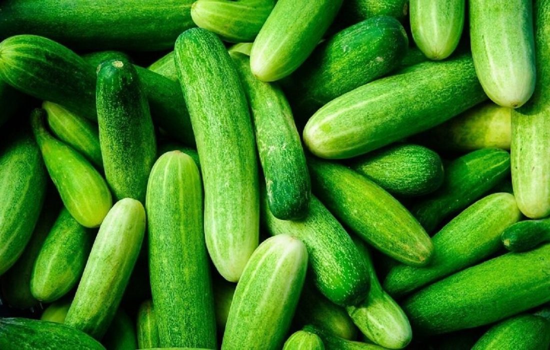 برداشت خیار سبز گلخانه‌ای در توکهور و هشتبندی