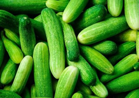 برداشت خیار سبز گلخانه‌ای در توکهور و هشتبندی