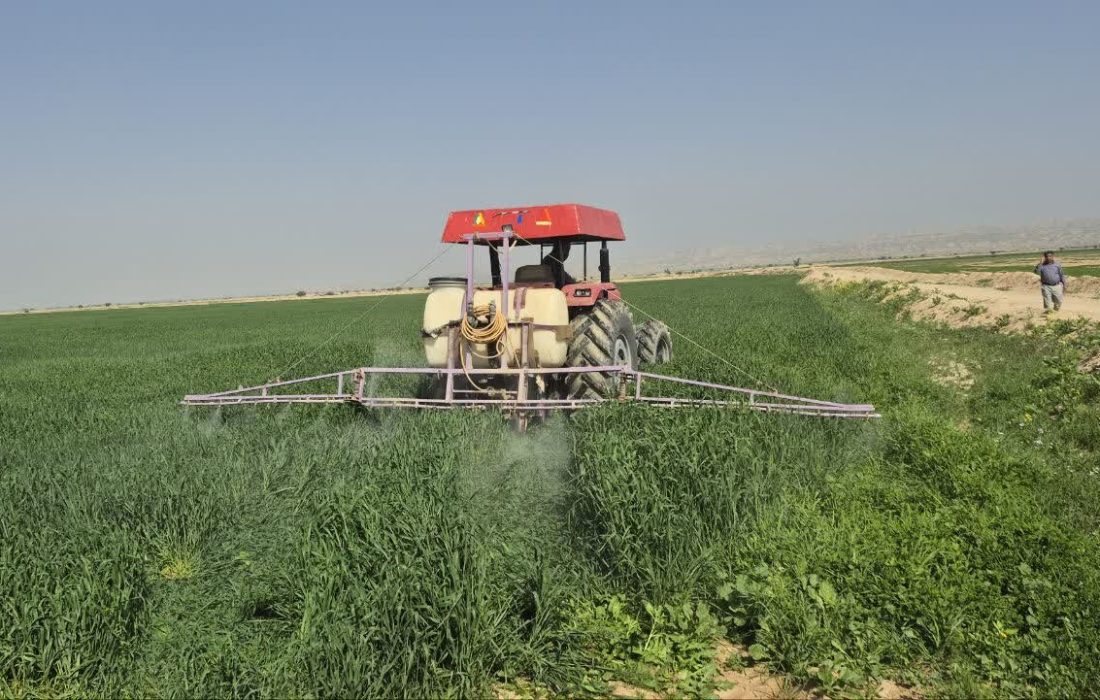 آغاز برداشت محصول استراتژیک گندم از مزارع شهرستان رودان