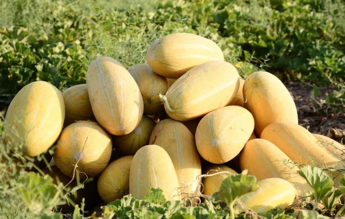 آغاز برداشت ۱۱ هزار تن خربزه از مزارع حاجیآباد