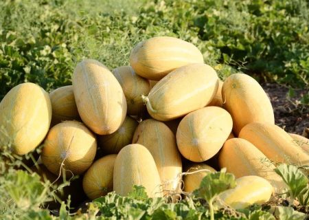 آغاز برداشت ۱۱ هزار تن خربزه از مزارع حاجی‌آباد