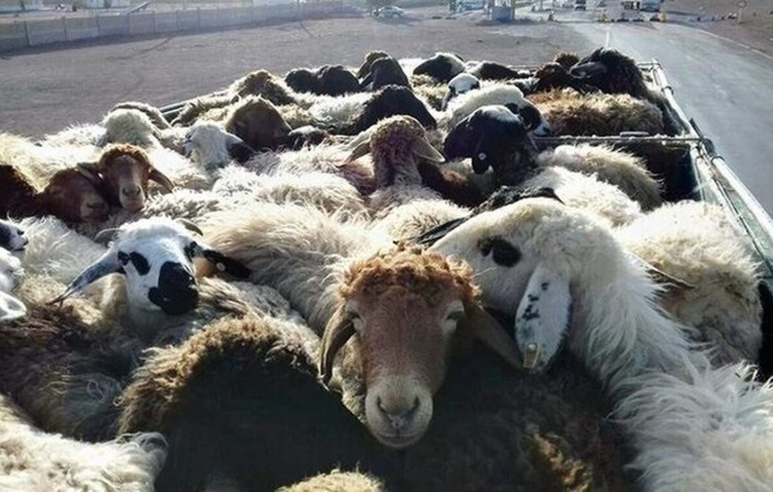 ناکامی قاچاقچیان احشام در انتقال ۵۳۵ راس احشام قاچاق در هرمزگان