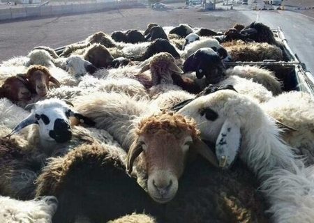 ناکامی قاچاقچیان احشام در انتقال ۵۳۵ راس احشام قاچاق در هرمزگان