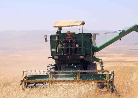 آغاز برداشت جو دیم از ۳۵۰ هکتار اراضی بندر خمیر
