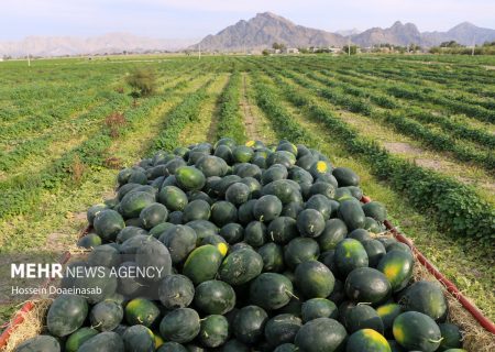 برداشت هندوانه در بخش رودخانه هرمزگان آغاز شد