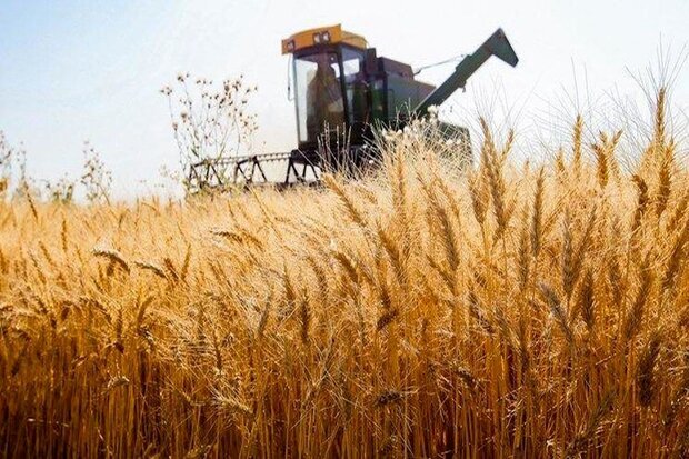 برداشت خوشه‌های طلایی گندم در توکهور و هشتبندی
