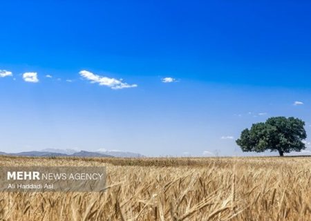 برداشت ۳۵۰ تن گندم از مزارع شمیل بندرعباس
