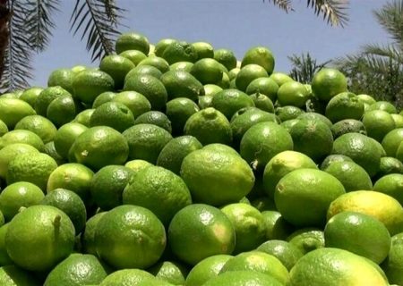 آغاز برداشت محصول لیموترش در شهرستان بندرعباس