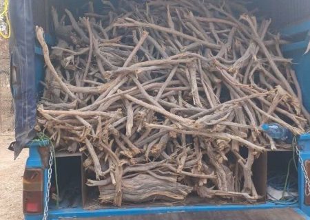 کشف و توقیف دو تن چوب جنگلی غیرمجاز در شهرستان رودان