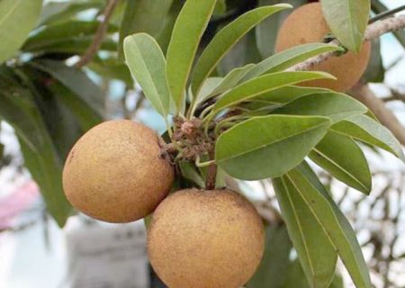 اینفوگرافیک؛ چیکو میوه‌ای شیرین از دل طبیعت گرمسیری میناب