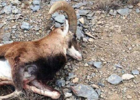 یک رأس قوچ وحشی در حاجی‌آباد کشف و ضبط شد