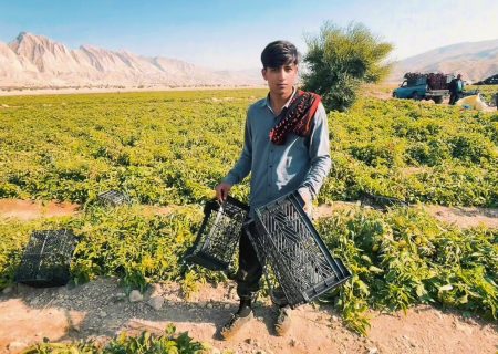 کشت ۲۰۰ هکتار صیفی‌جات تابستانه در حاجی‌آباد آغاز شد