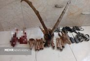 دستگیری ۶ شکارچی متخلف و کشف یک رأس کل وحشی در بستک